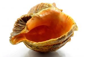 vulva erkundung Vortrag: Die Lippen der Venus