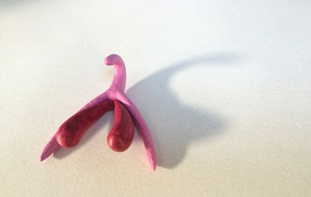 Das Modell zeigt die Form der Klitoris